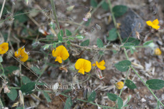 Crotalaria filipes